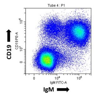 Flow cytometry of rabbit peripheral blood lymphocytes stained with anti-rabbit CD19 mouse IgG2a NullFc™ followed by PE-anti-mouse IgG and also FITC-anti-rabbit IgM.
